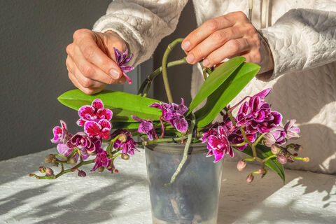 Просто поливаю по краю горшка – и орхидеи цветут как сумасшедшие круглый год, бутоны раскрываются один за другим