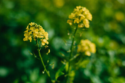 Один сидерат заменит сотни удобрений - почва станет мягче пуха и плодороднее чернозема: с навозом можно попрощаться