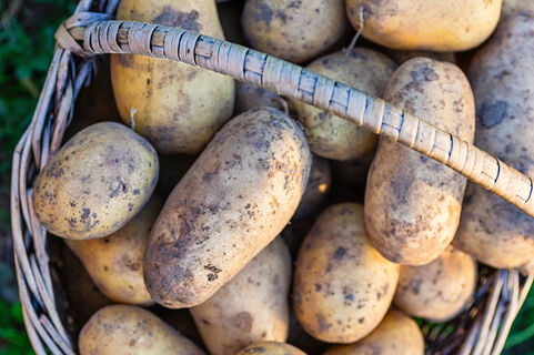 Не картофель, а восторг ленивого дачника: выдает по 40 клубней с 1 куста даже в сырое лето – ни окучивания, ни хлопот