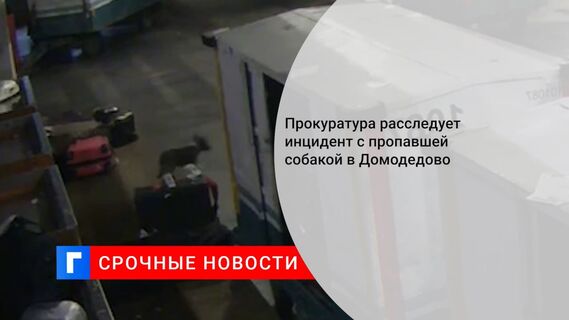 Прокуратура расследует инцидент с пропавшей собакой в Домодедово