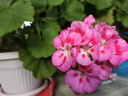 Не крупа, а золото: подкормили чахлую герань – и она взрывается миллионом бутонов