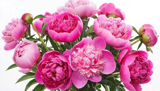 Пионы будут радовать цветами всё лето, если заставить их давать бутоны снова: хитрости, о которых молчат