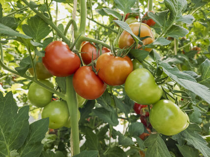Томаты висят крупными кистями: 5 классных сортов сажаю 7 сезон - и отдыхаю