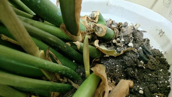 Замиокулькасу в марте - важнее воды: 1 стакан под корень - и новые пики выскакивают по всему периметру горшка 