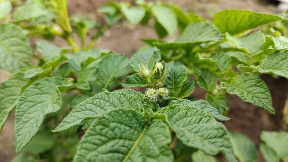 Не картошка, а клад под землей: выкапываю по 17 клубней с куста - все крупные, вкусные, ровные 