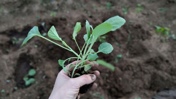 Сажаем капусту только в "женские" дни – вывозим урожай КАМАЗами: 5 народных примет и запреты