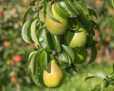 Яблоне и груше за 2 недели до цветения – обязательно: 1 ложка на 10 литров – фрукты растут сочными и сладкими 