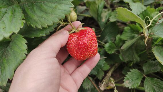 Из 999 сортов клубники выбрала 1 - и не прогадала: ягоды крупнющие, сладкие - с куста по 5 кг, без серой гнили 