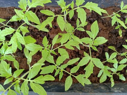 Вместо крепкой системы - "бледная немочь": почему корни тонкие, как ниточки, и как исправить - 3 пункта