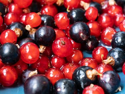 3 ложки "порошка" под куст — и смородина слаще сиропа: ягод видимо-невидимо — хоть птицам оставляй