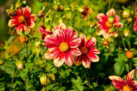 Выбираю 4 многолетника - растут даже в пустыне: полива и подкормок не требуют, а цветение краше любых роз