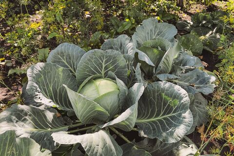 Когда и как высаживать капусту на грядку: заглядываем в Лунный календарь-2026 — получаем не кочаны, а головы великанов