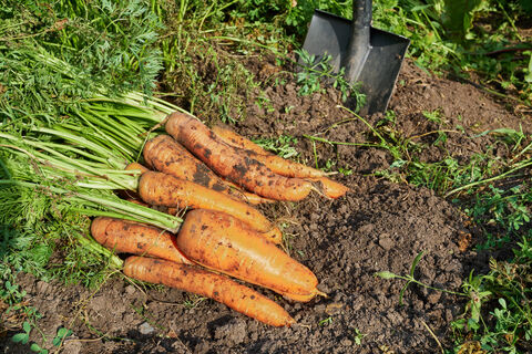 Корнеплоды слаще меда: 3 сорта моркови, которые покорили дачников – сочные, вкусные и никаких "осьминогов"