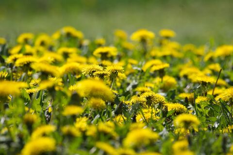Как на весь сезон забыть о живучих сорняках вдоль забора: надежные методы от деда Егора