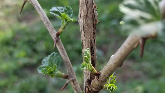 В апреле крыжовнику – обязательно: 2 л под куст – и ягоды растут не по дням, а по часам