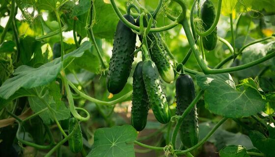 Не гибрид, а подарок судьбы: с куста по 6 кг огурцов в любом климате - всхожесть семян 100%