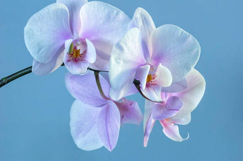 Вношу в марте "волшебный" порошок – и орхидею не унять: выстрелит цветоносом как из пушки, бутоны будут размером с блюдце