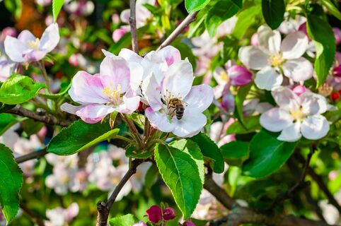 Весной яблоне - обязательно: 500 г на 10 литров - и вредители, грибки исчезают за секунды, без вреда для дерева