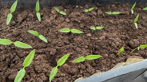 Показались петельки томатов — капаю секретный раствор: рассада прет стеной — рецепт от деда Егора