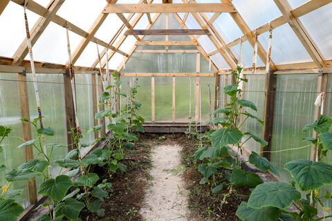 Дачники Ленобласти под наблюдением: как теплица может стать причиной штрафа