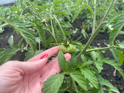 1 л зеленого "чая" под куст - и томаты облепят теплицу: первая подкормка после высадки - богатырский урожай