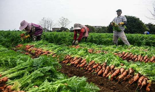 Поливайте морковь так – вырастет с локоть и слаще меда: советы опытных дачников