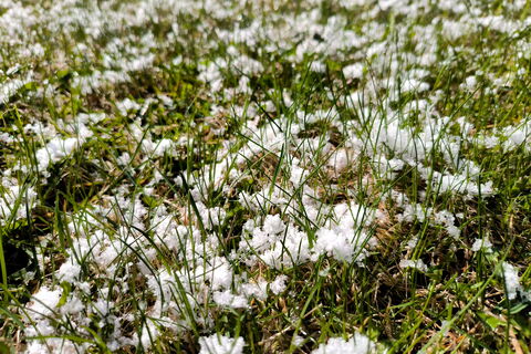 Снег на майские? Что ждет Северную столицу: мнение главного синоптика