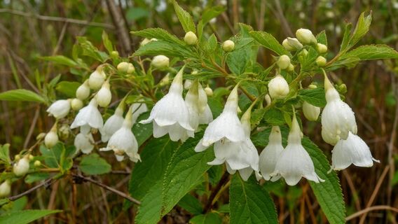 Ядовитые колокольчики и птичьи «варежки»: что скрывают болота под Петербургом