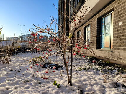 Потепление близко: 20 ноября в Петербурге без осадков и до +3