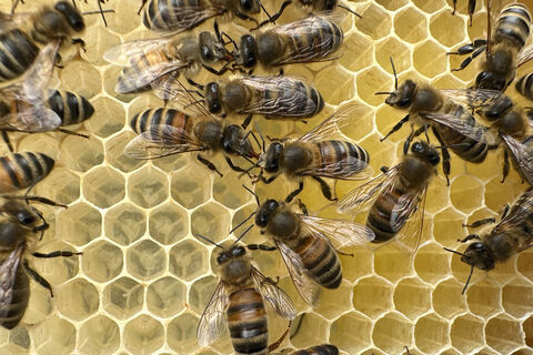 Народные приметы на 28 апреля - Пудов день: запреты, к которым прислушивались русские люди