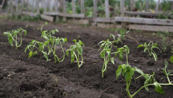 Вот почему перец не растёт: 10 фатальных ошибок, которые допускают даже опытные садоводы