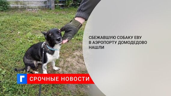 Потерявшуюся в московском аэропорту Домодедово собаку Еву нашли