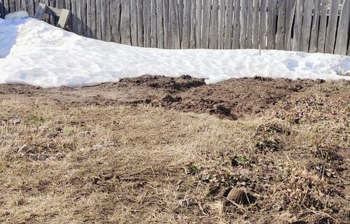 От клещей в саду - самое то: 1 растение на грядках защитит от кровососов на весь сезон 