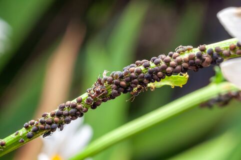 Галловая тля ссыпалась на землю дождём: Поливаю её ядрёной жижей - смородина под защитой