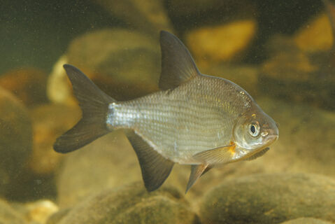 5 правил успешной ловли леща ранней весной: будет клевать без остановки 