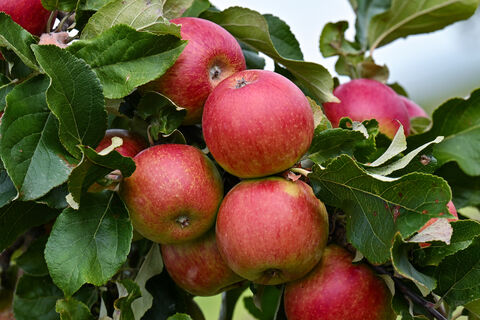 Обрабатываем деревья "убойной смесью" – и монилиоз обойдет сад стороной – яблоки созреют без единой гнилушки