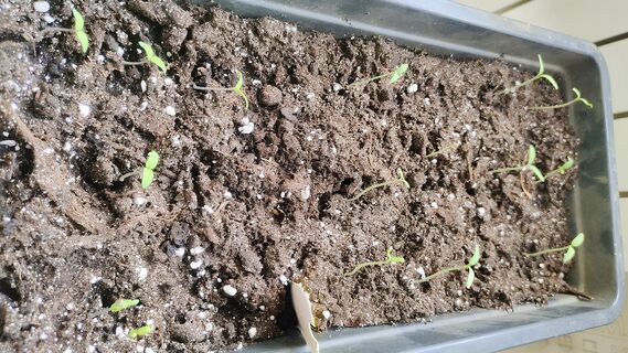 При появлении петелек томатам - обязательно: 1 ложка под корень - и рассада рванет в рост как одержимая