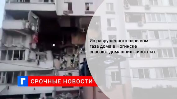 Из разрушенного взрывом газа дома в Ногинске спасают домашних животных