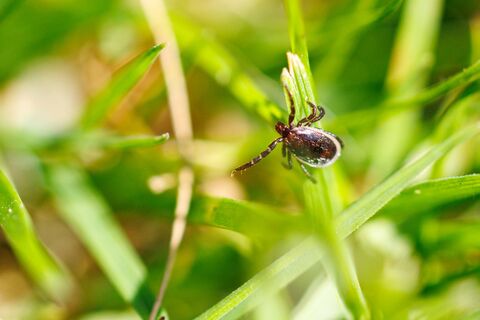 Как защитить участок от клещей: не вредный сорняк, а надежный "боец" против паразитов