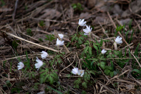 Весна пришла в Петербург: первые подснежники в городе удивили жителей