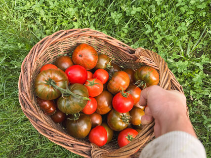 Когда сеять перцы и томаты в марте 2026 года для "бомбового" урожая: Лунный календарь огородника 