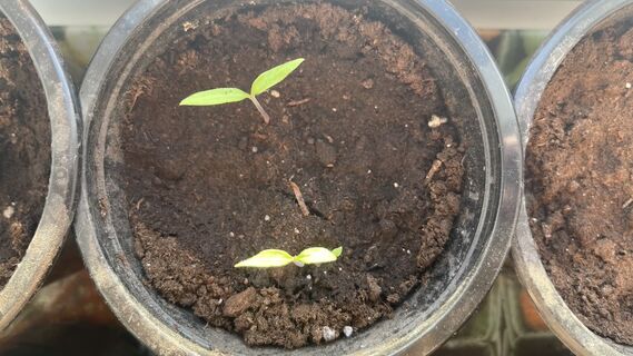 При появлении петелек томатов - сразу же: 1 капля под корешок - и рассада прет вверх крепкой и мощной, словно на домкрате