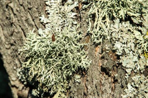 Сделайте так – и лишайники мигом попадают с дерева: кора чистая и гладкая – яблоня как новенькая