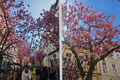 Покруче чем в Японии: где цветет сакура в России в апреле-мае-2026 — любуемся без виз, перелетов и очередей