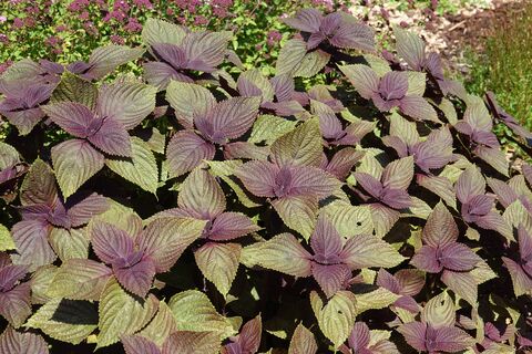 И на клумбу, и в салат: 3 причины посадить периллу - пряный "азиат" на 6 сотках