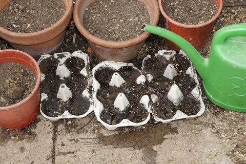 Дачники, запомните раз и навсегда: 5 категорических "нельзя" при посеве перца – иначе урожай пропадет без вести 