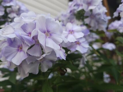 При появлении побегов флоксам – непременно: льем под корень – увеличиваем бутонизацию в 5-6 раз