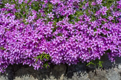 Посеяла 3 многолетника - клумба покрылась плотным цветочным ковром: капризные розы навсегда останутся в прошлом