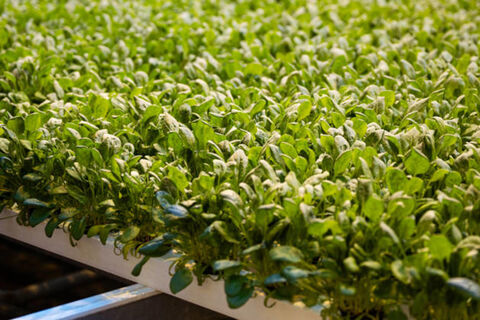 4 фатальные ошибки при выращивании рассады: как не остаться без урожая в 2026 году