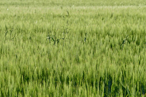 После схода снега бросайте в землю горстями - почва к лету как перина: какие сидераты сеять весной